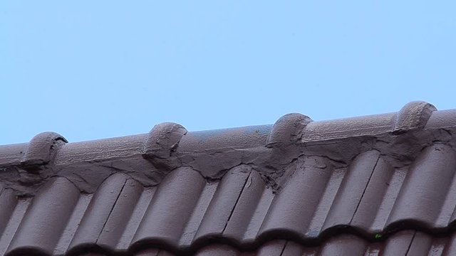 Birds on the roof  have rainy