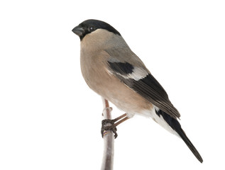  female bullfinch
