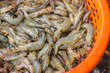 Fresh shrimp