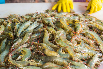 Fresh shrimp