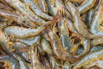 Fresh shrimp
