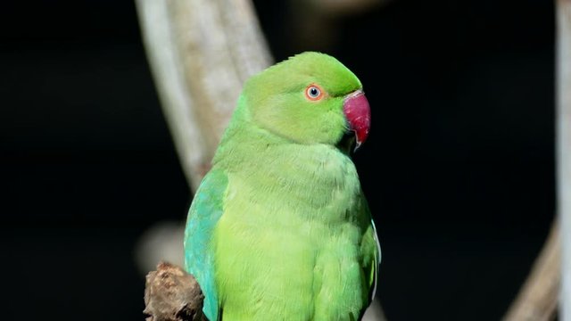 Close up of a ring necked parakeet parrot sitting on a perch.