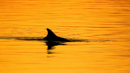 Dolphin cruising on the water surface on sunset