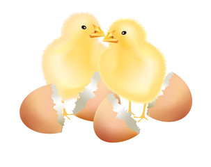 Chicks with cracked shells