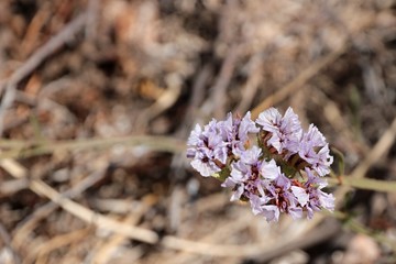 Fiore di Sardegna