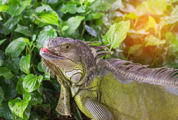 Obraz premium Close up portrait green iguana (Iguana iguana) large lizard reptile resting in natural