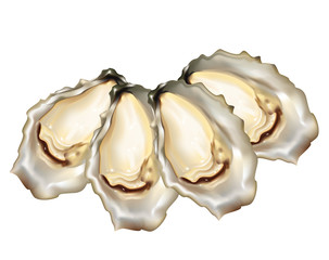 Oysters on white background