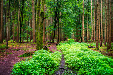 Weg durch märchenhaften Wald mit grün bewachsenen Waldboden