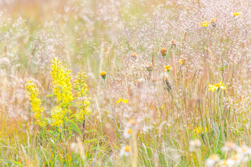 Fototapeta premium Spätsommerliche Blumenwiese