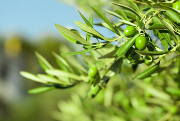 Olives vertes sur une branche d& 39 olivier - tourné à l& 39 extérieur