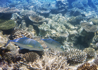 Naklejka na ściany i meble Jack fish (Caranx lugubris) over a coral reef, the Indian Ocean
