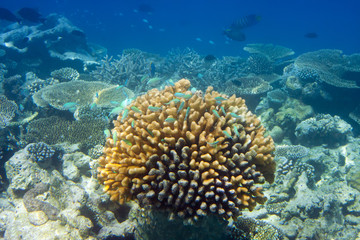 Fototapeta na wymiar Big pack of tropical fishes over a coral reef