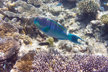 Fototapeta na wymiar parrotfish (scarus ) over a coral reef, the Indian Ocean
