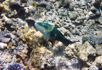 Fototapeta premium Fishes in corals. Underwater world.