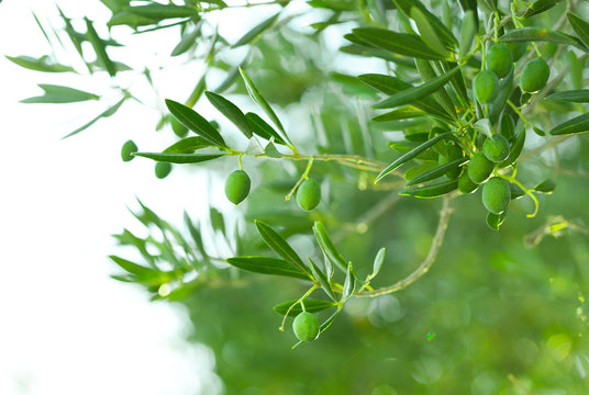 Green olives on a branch of olive tree