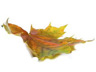 Fototapeta premium bright maple leaf
