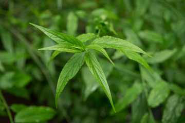 hop headed barleria tree, Plants used as medicinal herbs.