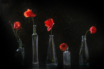 Blossom wild red poppy flowers in different glass bottles over dark texture background. Still life...