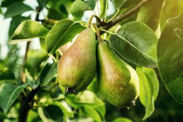 pears on a branch,unripe green pear,Pear tree,Tasty young pear hanging on tree,Summer fruits garden.Crop of pears,Healthy Organic Pears. Juicy flavorful pears of nature background. © bondvit
