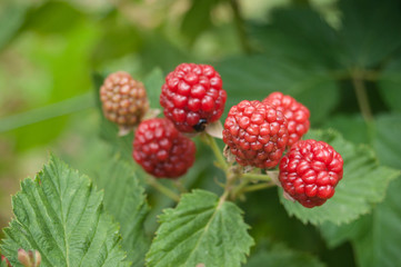 détail framboises dans un champ bio