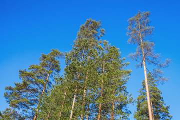 Pine trees over bright blue sky