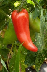 détail poivron rouge dans une serre biologique