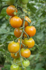détail tomates cerise dans une serre biologique