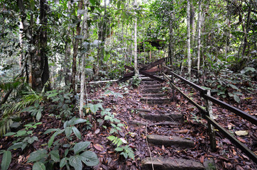 Wooden stairs up to mountain Kinabalu