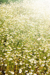 Fototapeta premium Daisy Flowers Field