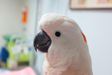 cockatoo