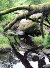 Fototapeta na wymiar fallen tree with branched around a large boulder in a still lake with branches reflected