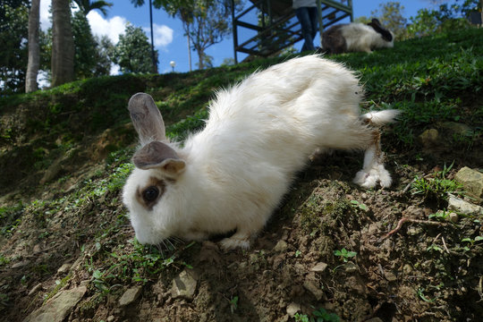Cute rabbit in outdoor