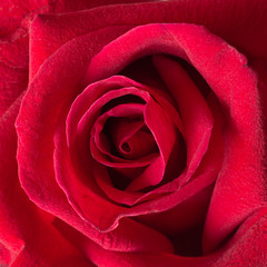 close-up red rose background.