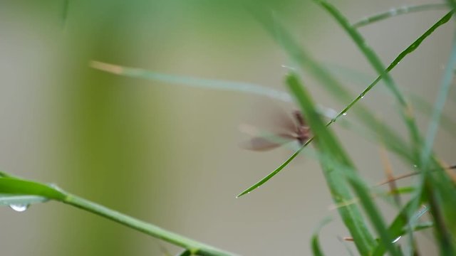 Insect Moved Wings on The Leaf