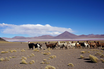 Fototapeta na wymiar a herd of llama