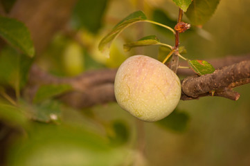 Apple tree