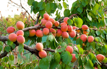 Ripe apricots on a tree