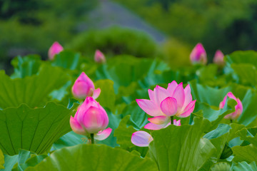 The Lotus Flower.Background is the lotus leaf and lotus bud  and lotus flower and tree.Shooting location is Yokohama, Kanagawa Prefecture Japan.