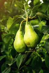 pears on a branch,unripe green pear,Pear tree,Tasty young pear hanging on tree,Summer fruits garden.Crop of pears,Healthy Organic Pears. Juicy flavorful pears of nature background.