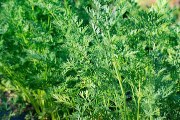 Close-up of carrot leaves growing in the garden