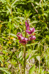 Lilie, Türkenbund-Lilie, Alpen, Alpenblume, Wanderweg, Graubünden, Oberengadin, Sommer, Schweiz © bill_17