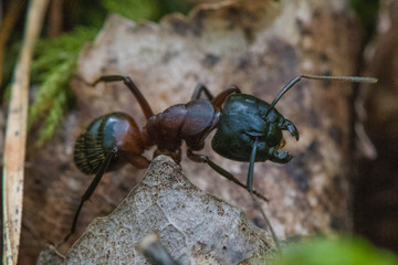 The ant is sitting in the leaves