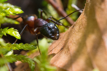 The ant is sitting in the leaves