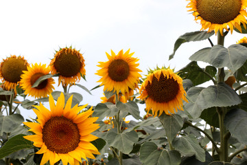 Fototapeta premium Beautiful landscape with sunflower field over blue sky and bright sun lights.