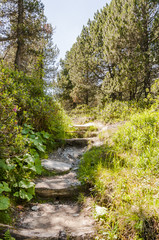 Fototapeta premium Maloja, Via Engiadina, Wanderweg, Höhenweg, Grevasalvas, Naturweg, Oberengadin, Alpen, Graubünden, Sommer, Schweiz