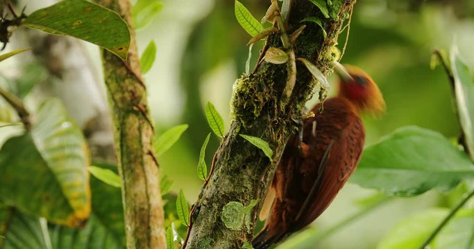 Beautiful brown form tropic mountain forest. Chestnut-coloured Woodpecker, Celeus castaneus, brawn bird with red face from Costa Rica. Woodpecker with yellow crest and red face, sitting on the tree