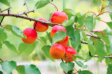 Sweet ripe apricots growing on a branch among juicy green leaves
