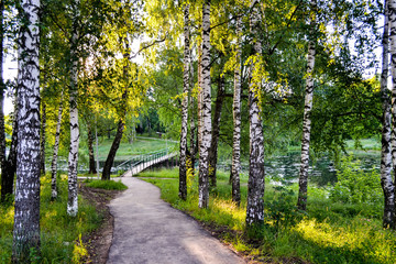 Park of birches. The path leading to the bridge across the lake. Moscow region.