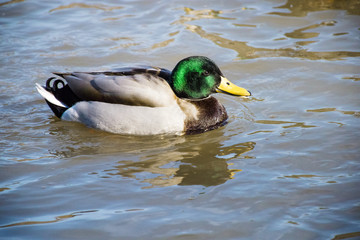 nature and wildlife