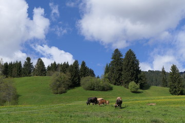 Im Allgäu